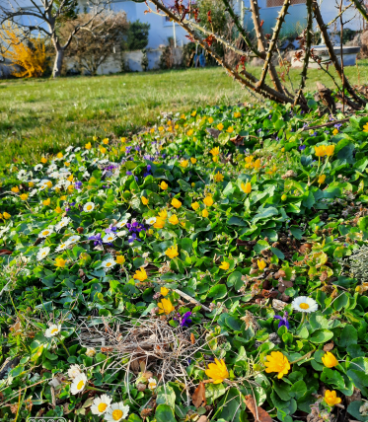 Frühling auf der Wiese vor der Versöhnungskirche