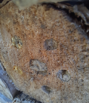 Nisthilfe Versöhnungskirche Wildbienen und Grabwespen