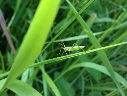 Wiesenknopfwiese bei VS Auhof
