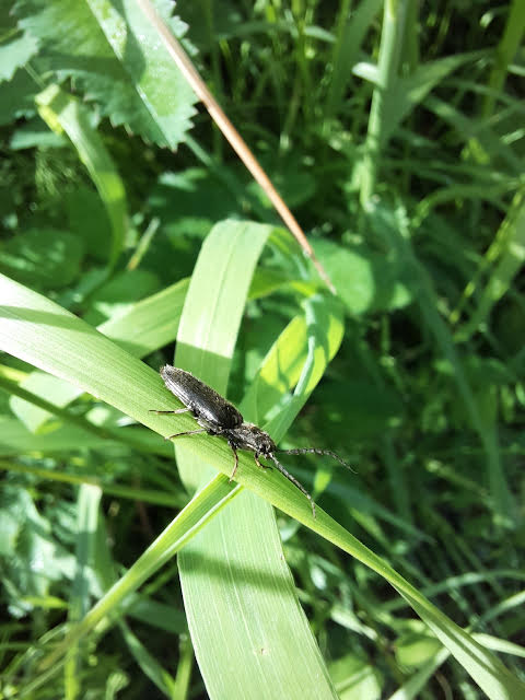Wiesenknopfwiese bei VS Auhof