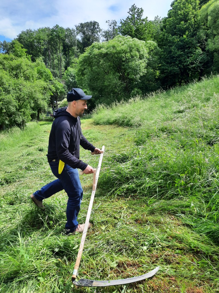 Wiesenknopfwiese bei VS Auhof