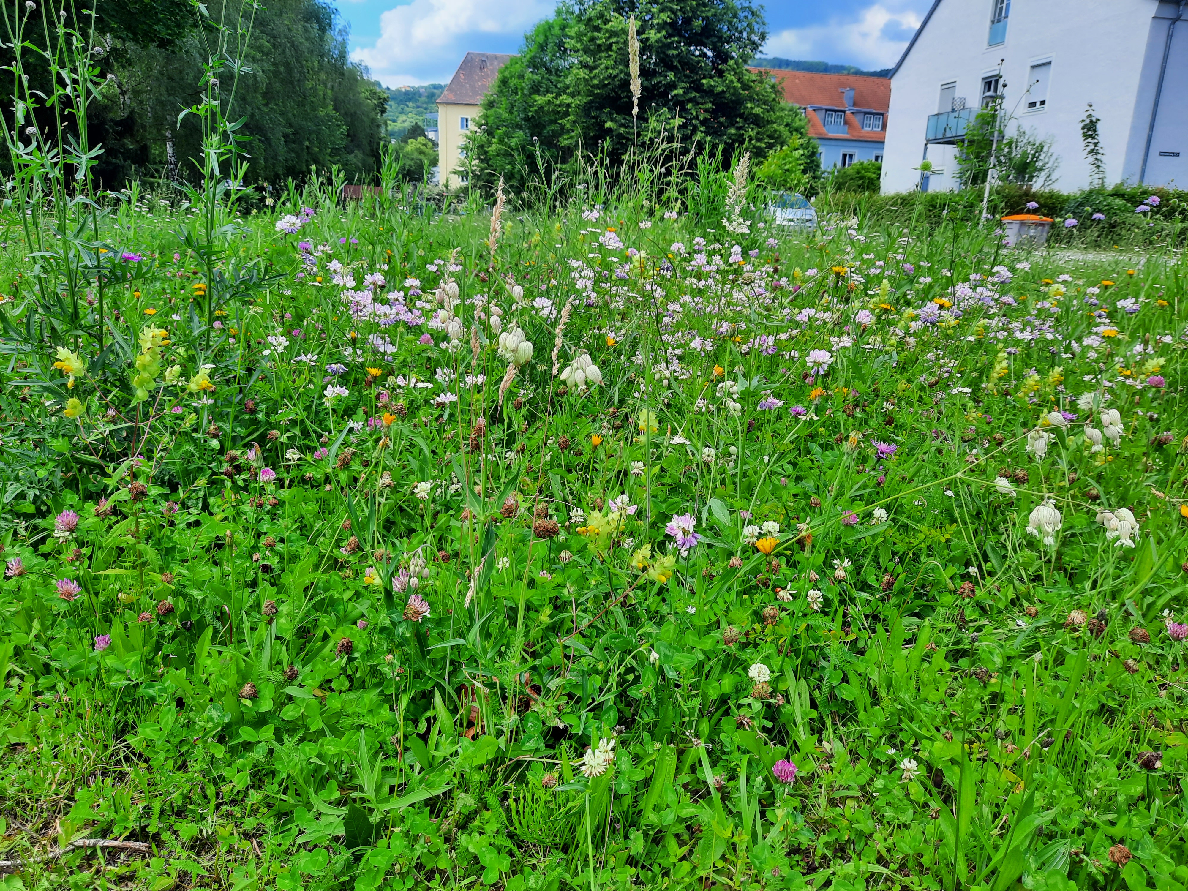Aubrunnerwegwiese im Juni 2022