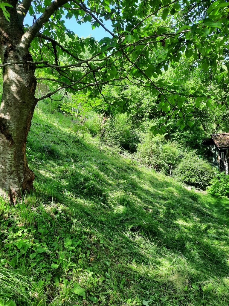 Auberg steile Böschung Juni2022