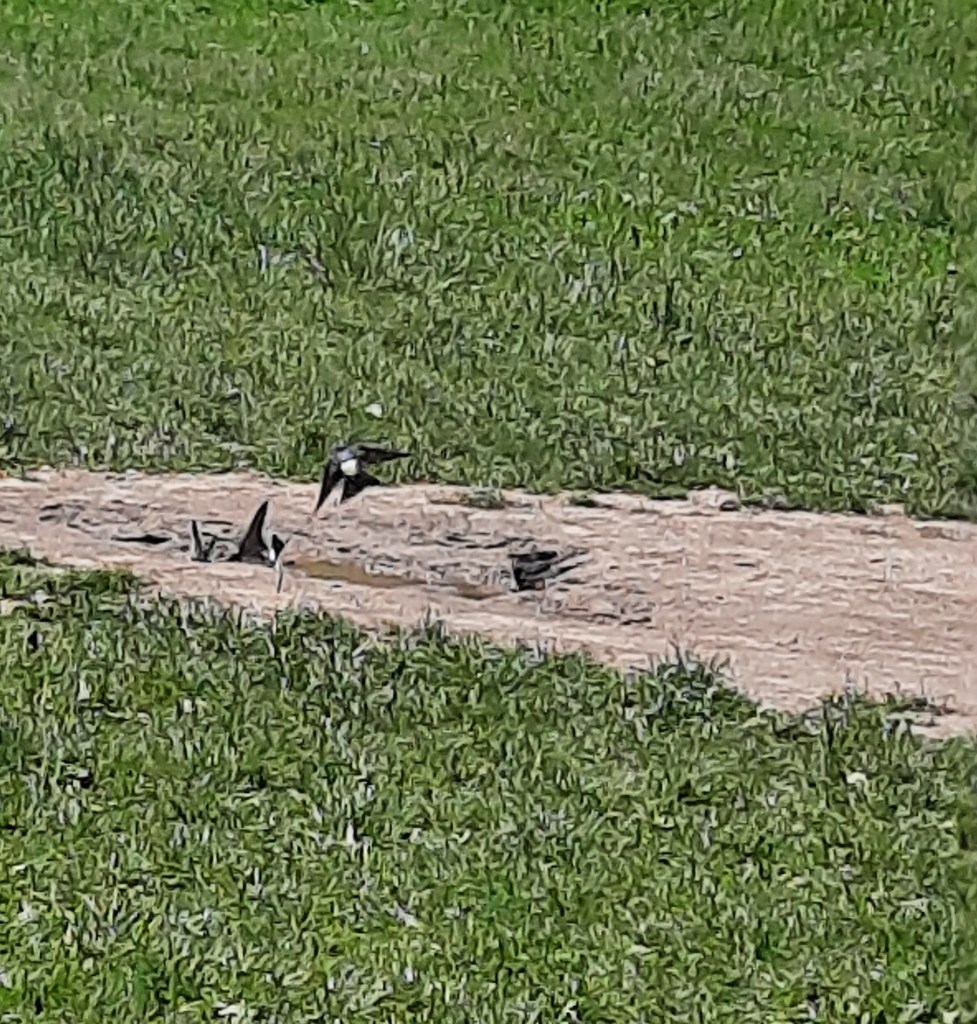 Schwalben im Baumgärtelpark