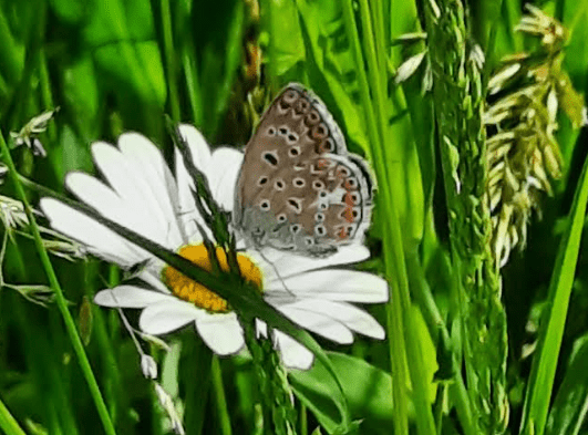 Mähen außerhalb des Privatgartens