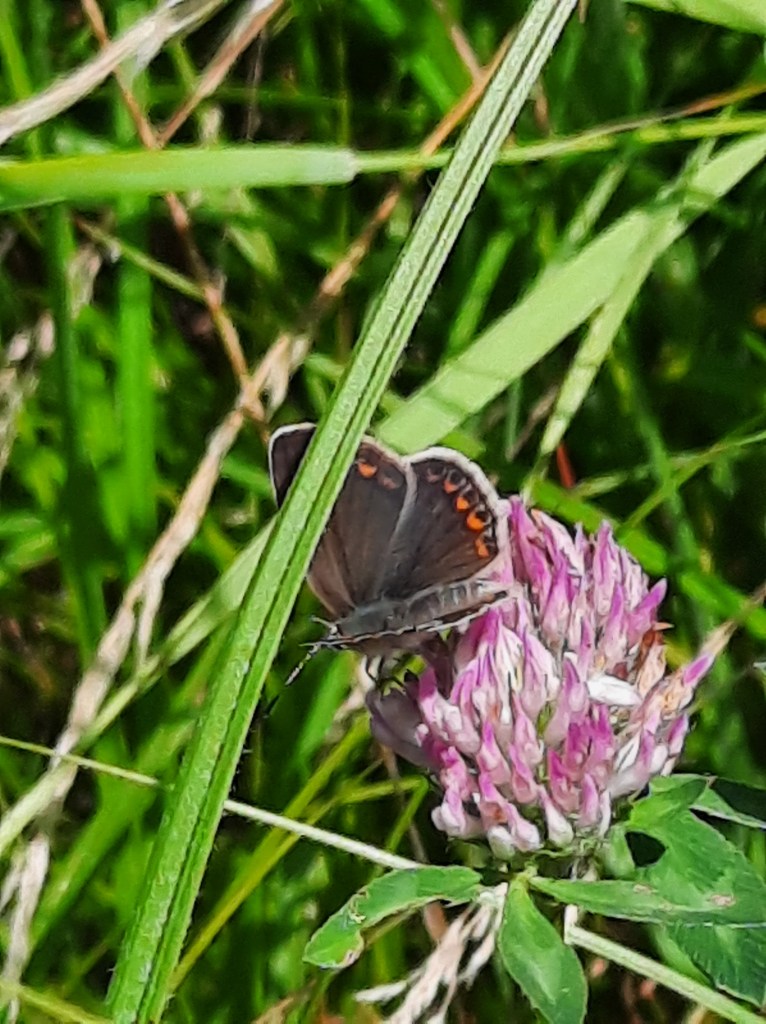 Hauhechelbläuling Insect City Posthofstraße