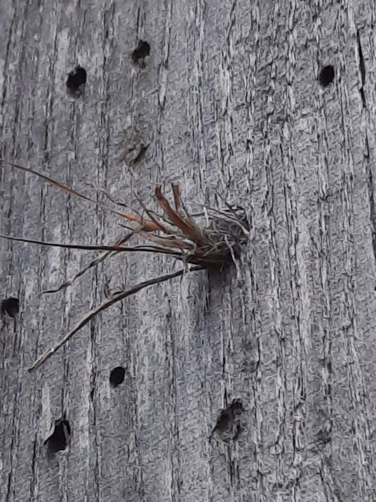 Insect City Posthofstraße