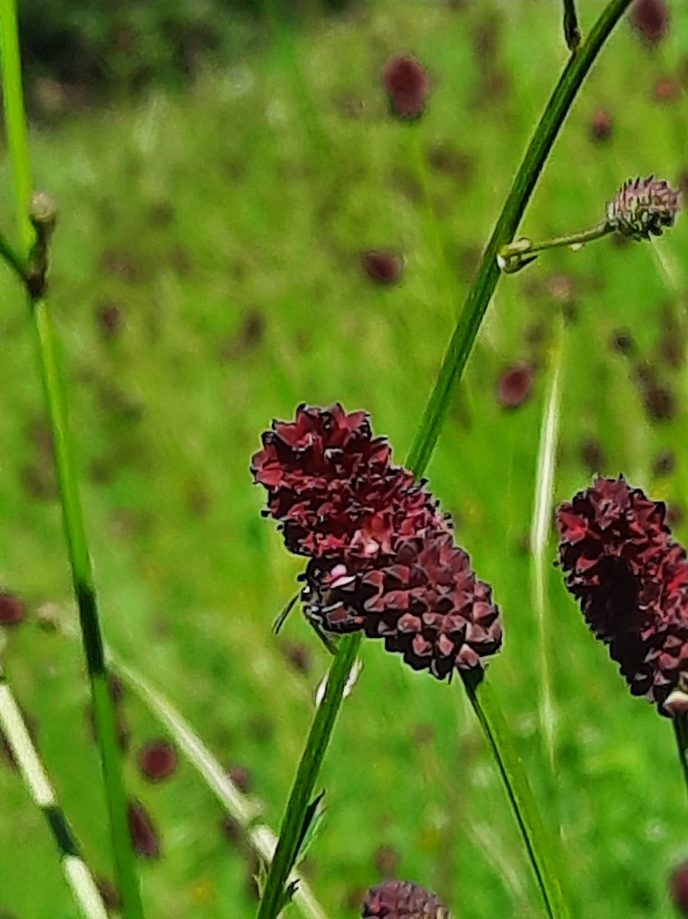 Wiesenknopf Aubrunnerweg, Juli 2022