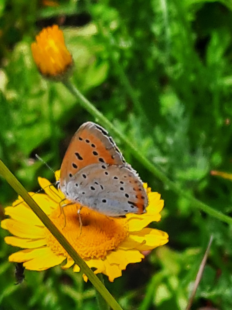 Feuerfalter Aubrunnerweg Sommer 2023
