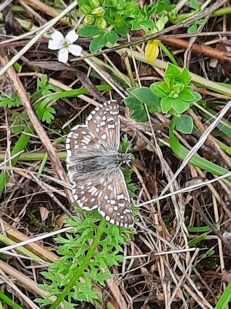 Würfel-Dickkopffalter Science Park JKU Sommer 2023