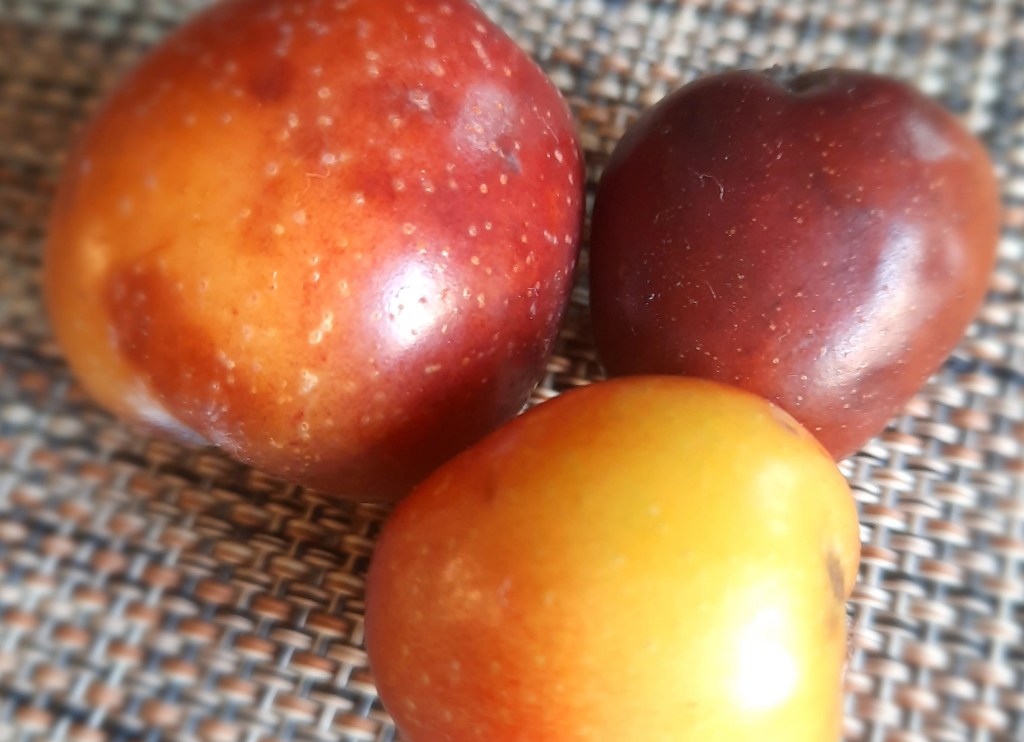 Maderleithnerhof Speierling